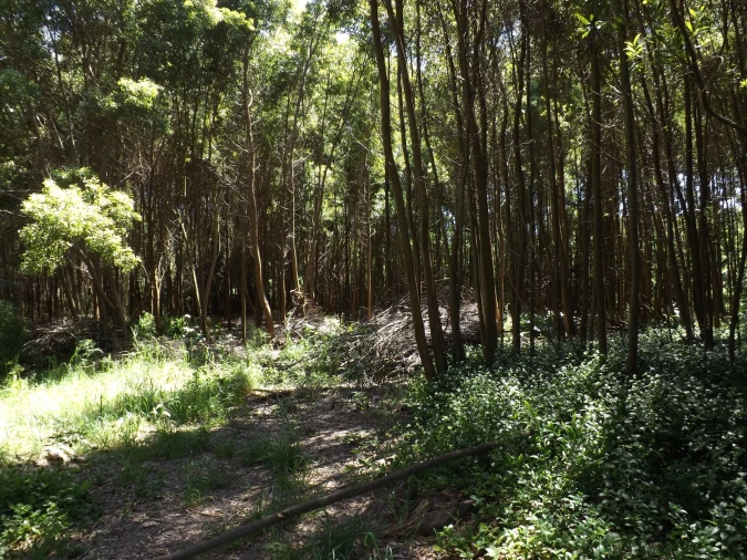 Terreno para Venda em Moledo e Cristelo Foto 2