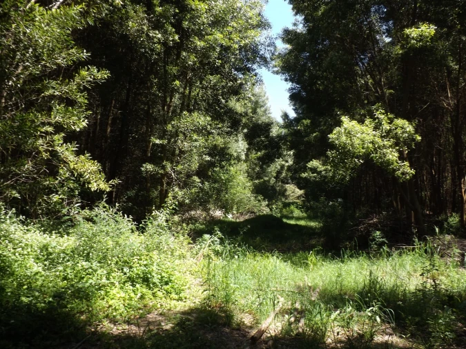 Terreno para Venda em Moledo e Cristelo Foto 4