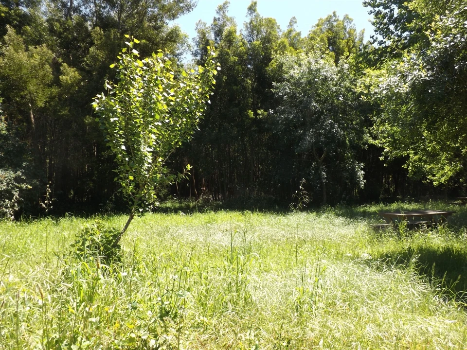 Terreno para Venda em Moledo e Cristelo Foto 7