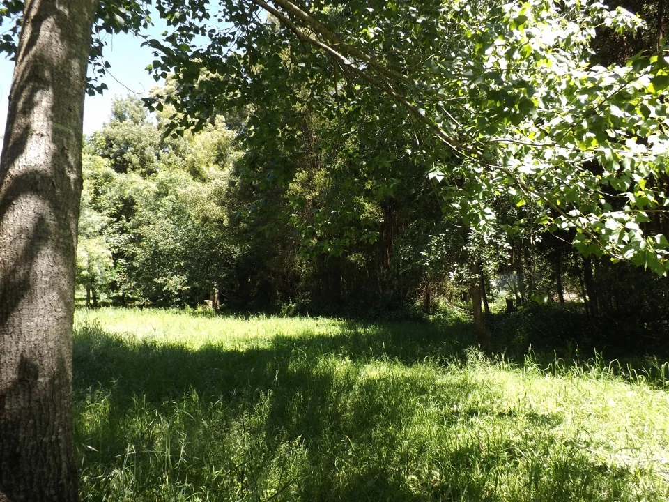 Terreno para Venda em Moledo e Cristelo Foto 12