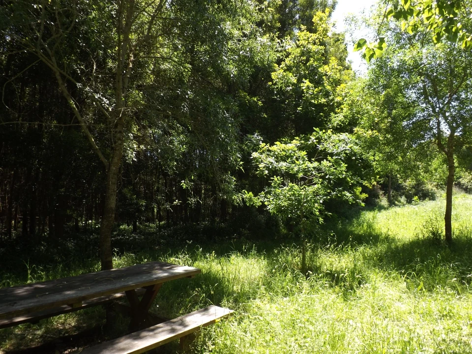Terreno para Venda em Moledo e Cristelo Foto 9