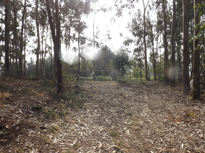 Terreno para Venda em Candemil e Gondar Foto 13