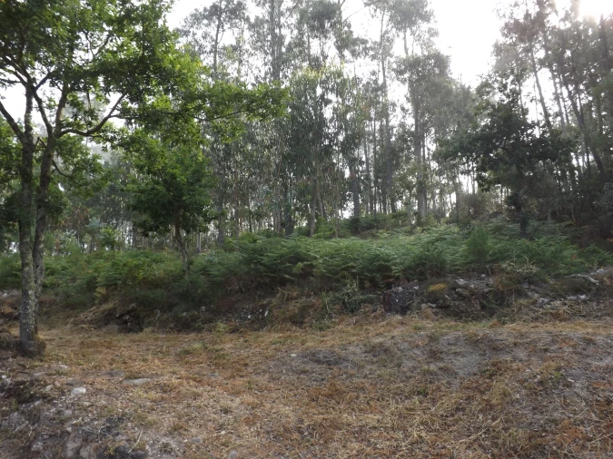 Terreno para Venda em Candemil e Gondar Foto 9