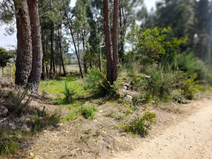 Terreno para Venda em Cornes Foto 8