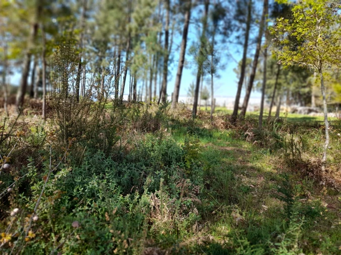 Terreno para Venda em Cornes Foto 6