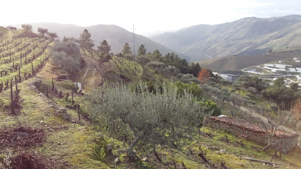 Terreno para Venda em Castanheiro do Norte e Ribalonga Foto 4