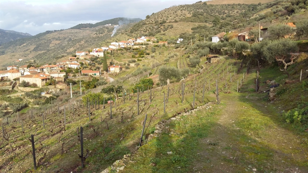 Terreno para Venda em Castanheiro do Norte e Ribalonga Foto 3