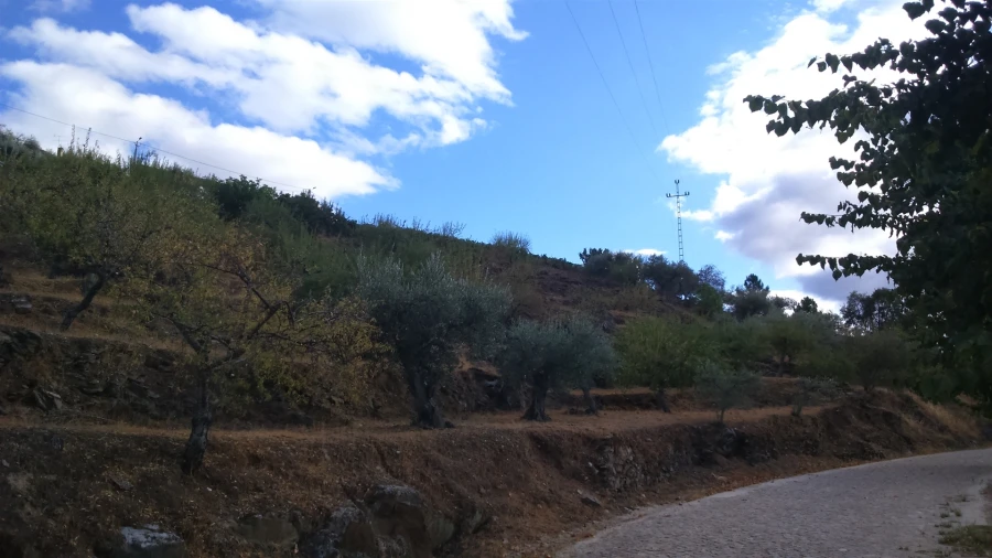 Terreno para Venda em Castanheiro do Norte e Ribalonga Foto 1
