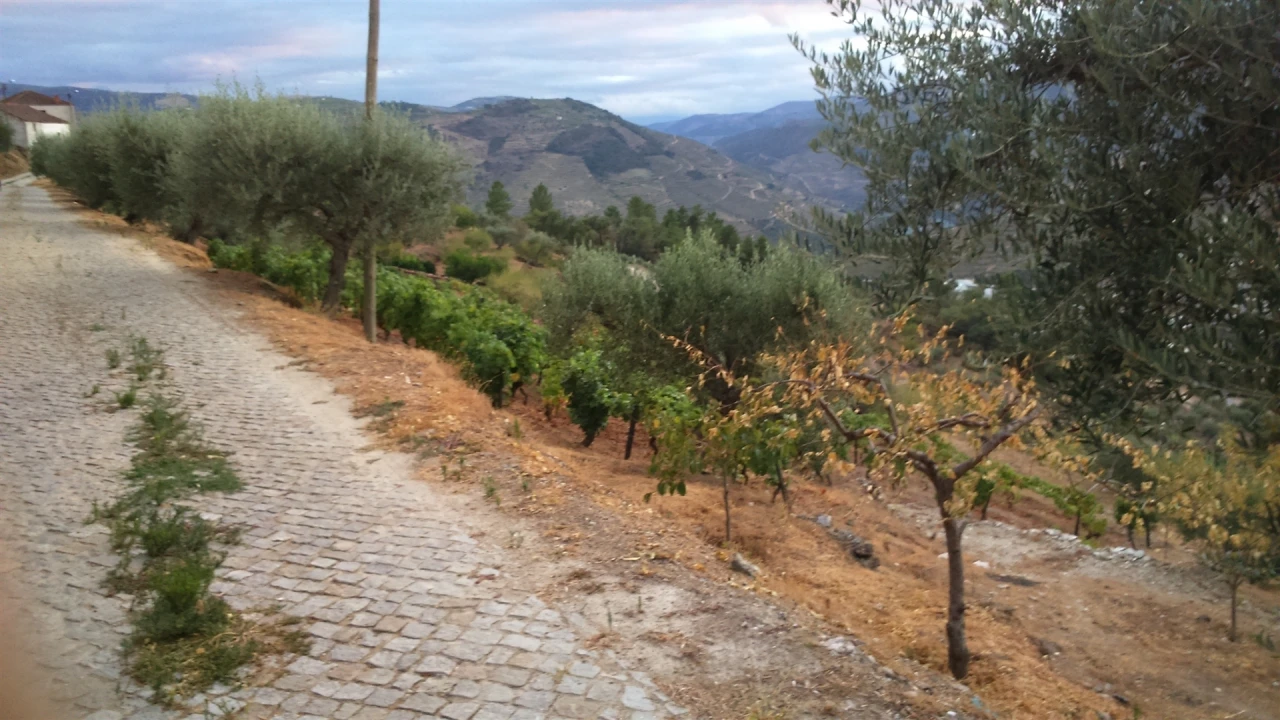 Terreno para Venda em Castanheiro do Norte e Ribalonga Foto 5