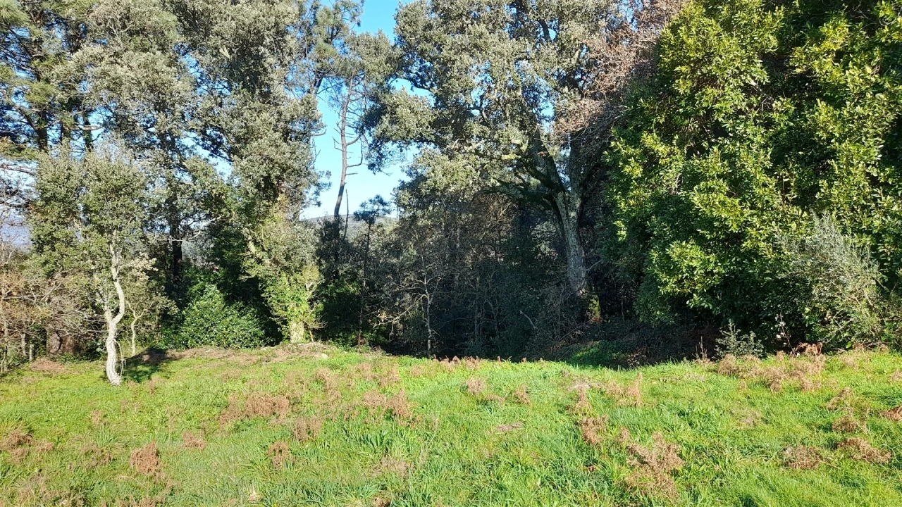 Terreno para Venda em Dem Foto 16