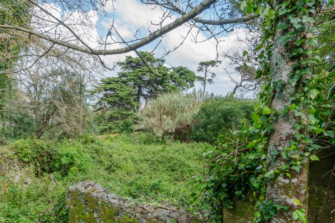 Terreno para Venda em Santa Maria e São Miguel, São Martinho, São Pedro Penaferrim Foto 24