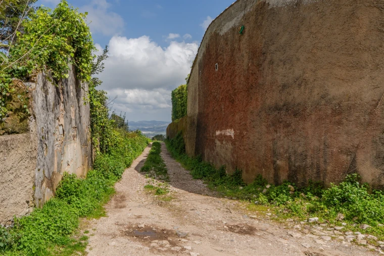 Terreno para Venda em Santa Maria e São Miguel, São Martinho, São Pedro Penaferrim Foto 19