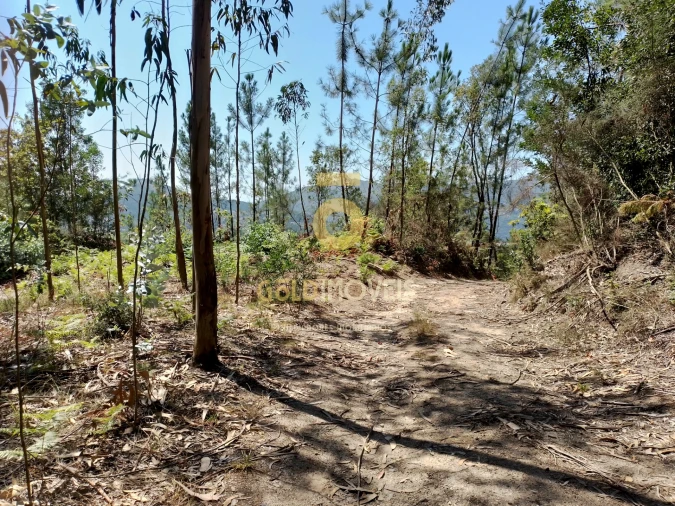 Terreno Agricola ou Rústico para Venda em São Martinho de Sardoura Foto 1
