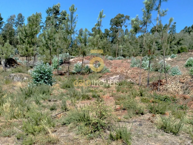 Terreno Agricola ou Rústico para Venda em São Martinho de Sardoura Foto 8