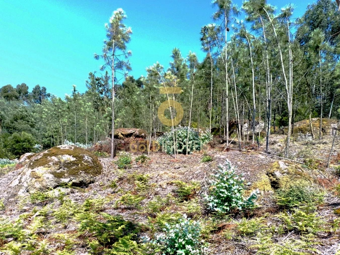 Terreno Agricola ou Rústico para Venda em São Martinho de Sardoura Foto 5