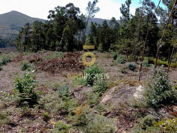 Terreno Agricola ou Rústico para Venda em São Martinho de Sardoura Foto 10