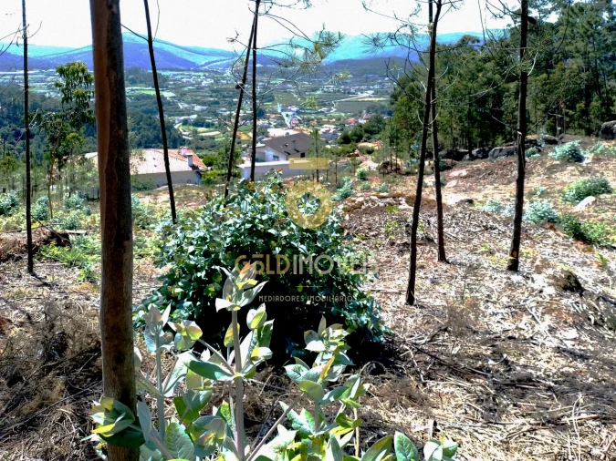 Terreno Agricola ou Rústico para Venda em São Martinho de Sardoura Foto 4