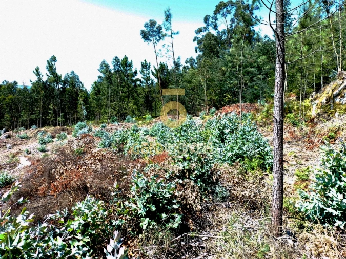 Terreno Agricola ou Rústico para Venda em São Martinho de Sardoura Foto 3