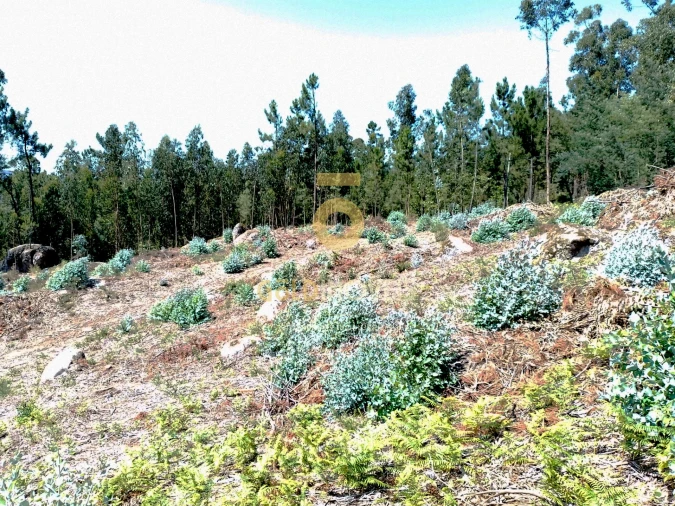 Terreno Agricola ou Rústico para Venda em São Martinho de Sardoura Foto 6