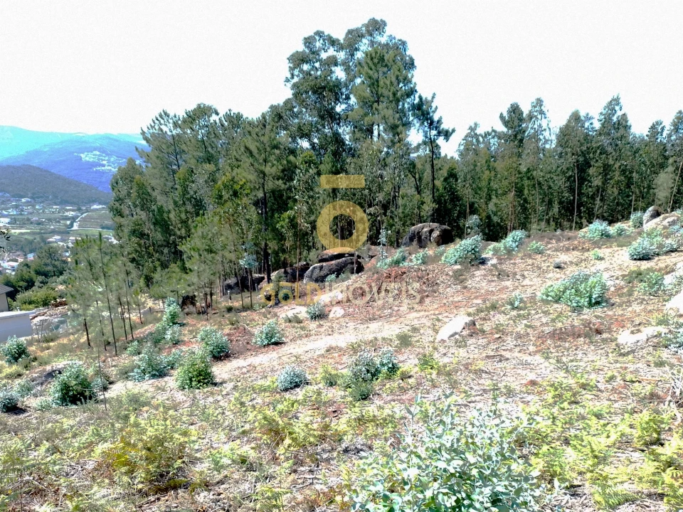 Terreno Agricola ou Rústico para Venda em São Martinho de Sardoura Foto 7
