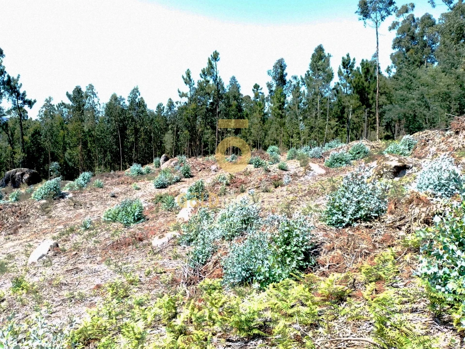 Terreno Agricola ou Rústico para Venda em São Martinho de Sardoura Foto 6