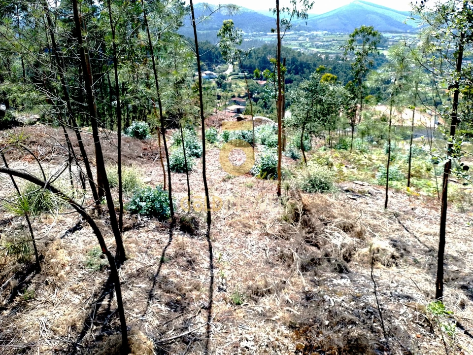 Terreno Agricola ou Rústico para Venda em São Martinho de Sardoura Foto 2
