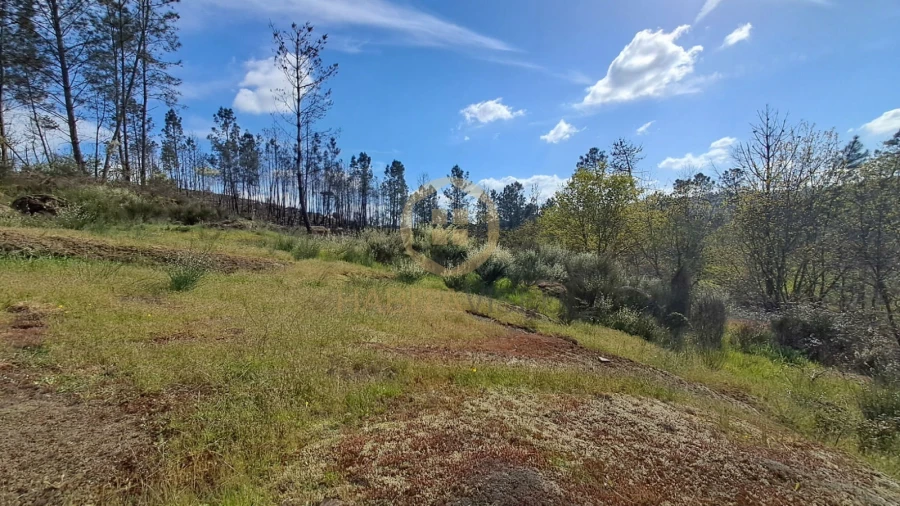 Terreno Agricola ou Rústico para Venda em Repeses e São Salvador Foto 6