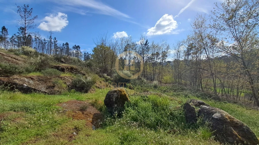 Terreno Agricola ou Rústico para Venda em Repeses e São Salvador Foto 7