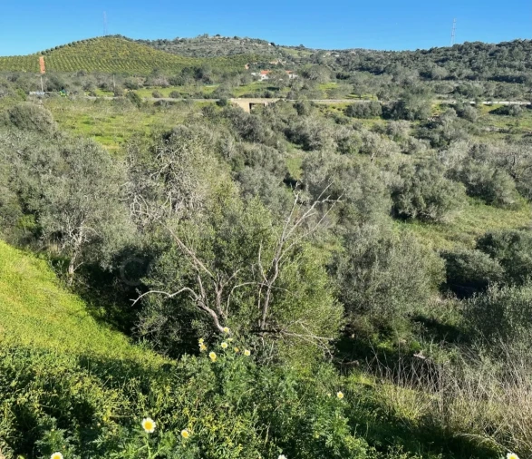 Terreno para Venda em Algoz e Tunes Foto 2
