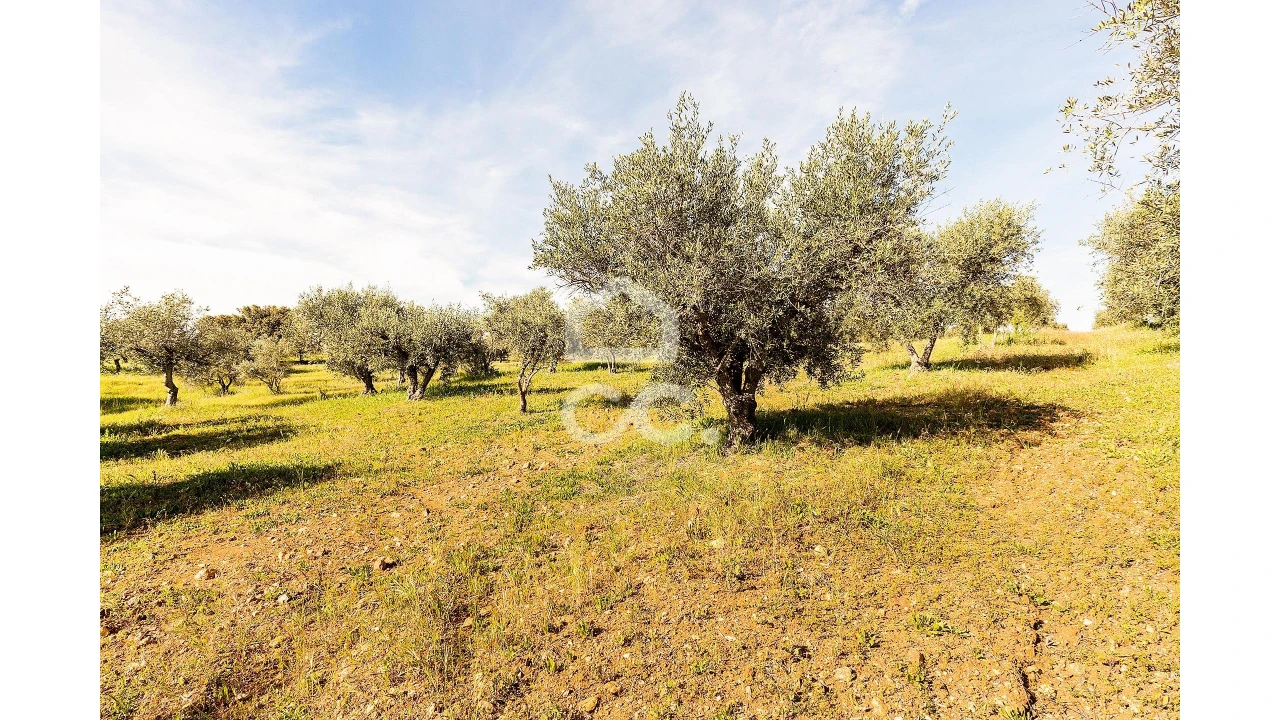 Terreno para Venda em Nossa Senhora da Conceição, São Brás dos Matos, Juromenha Foto 25
