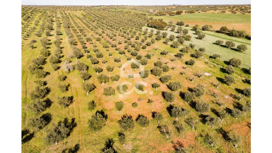 Terreno para Venda em Nossa Senhora da Conceição, São Brás dos Matos, Juromenha Foto 23