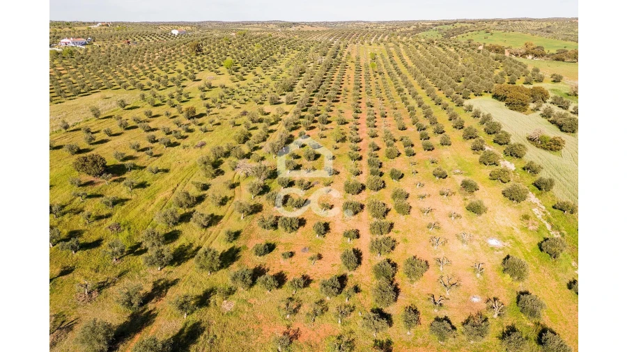 Terreno para Venda em Nossa Senhora da Conceição, São Brás dos Matos, Juromenha Foto 21