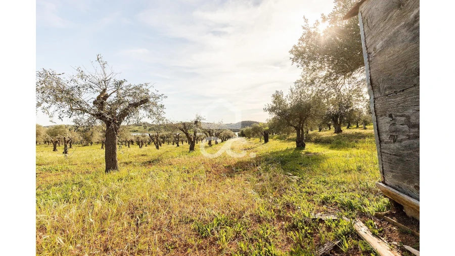 Terreno para Venda em Nossa Senhora da Conceição, São Brás dos Matos, Juromenha Foto 15