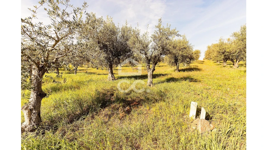 Terreno para Venda em Nossa Senhora da Conceição, São Brás dos Matos, Juromenha Foto 24