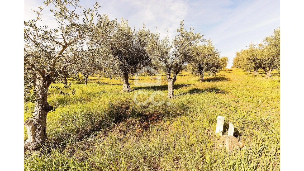 Terreno para Venda em Nossa Senhora da Conceição, São Brás dos Matos, Juromenha Foto 24