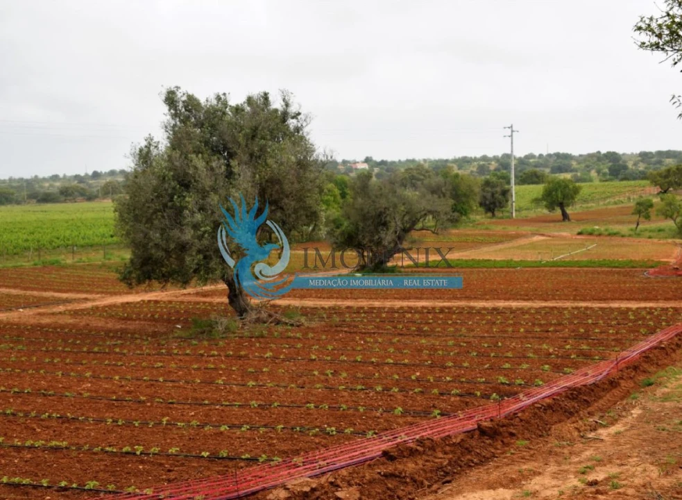 Negócio para Venda em Guia Foto 16