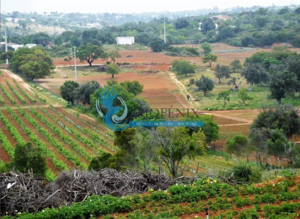 Negócio para Venda em Guia Foto 9