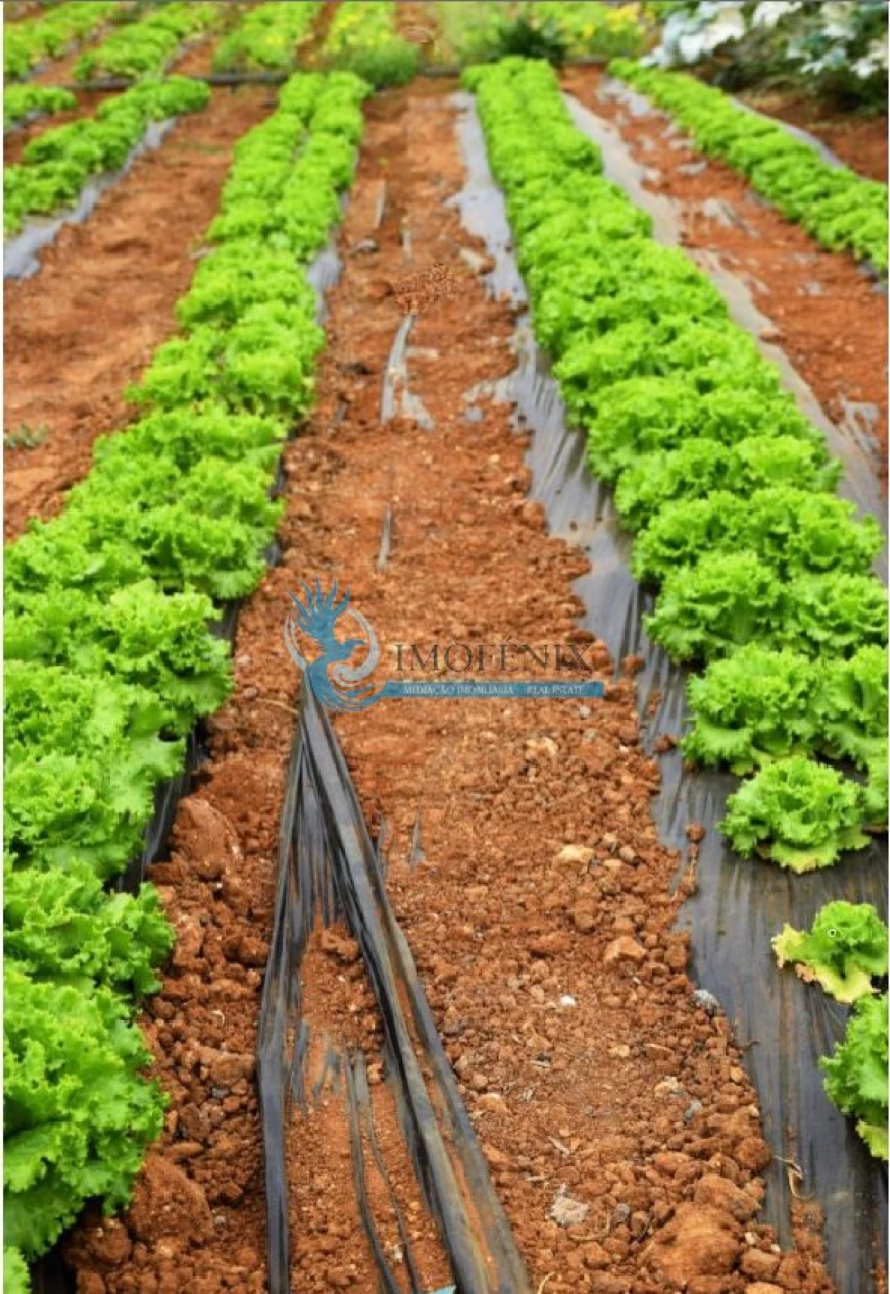 Negócio para Venda em Guia Foto 11