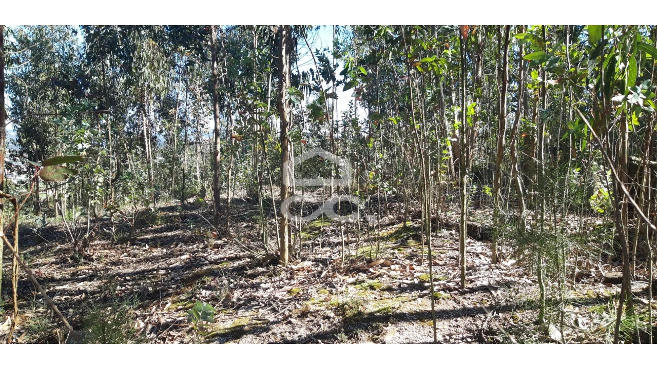 Terreno para Venda em São Tomé de Negrelos Foto 3
