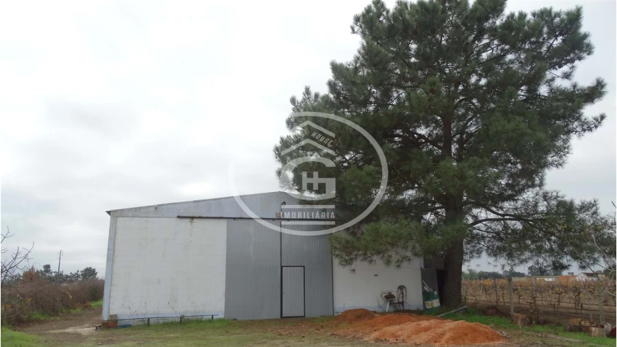 Apartamento para Venda em Alpiarça Foto 12