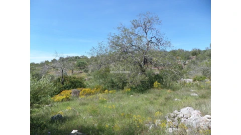 Terreno para Venda em Salir