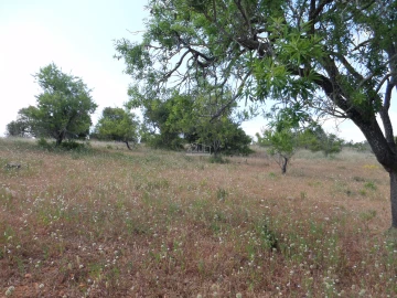 Terreno para Venda em Guia