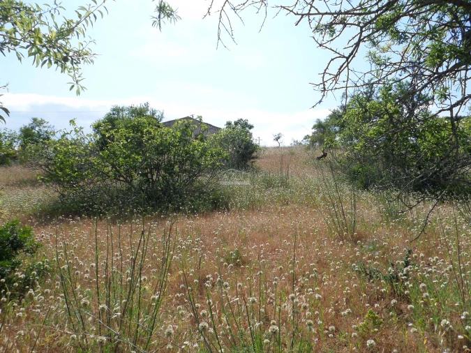 Terreno para Venda em Guia Foto 12