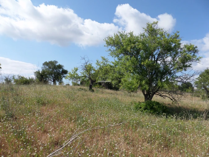Terreno para Venda em Guia Foto 5