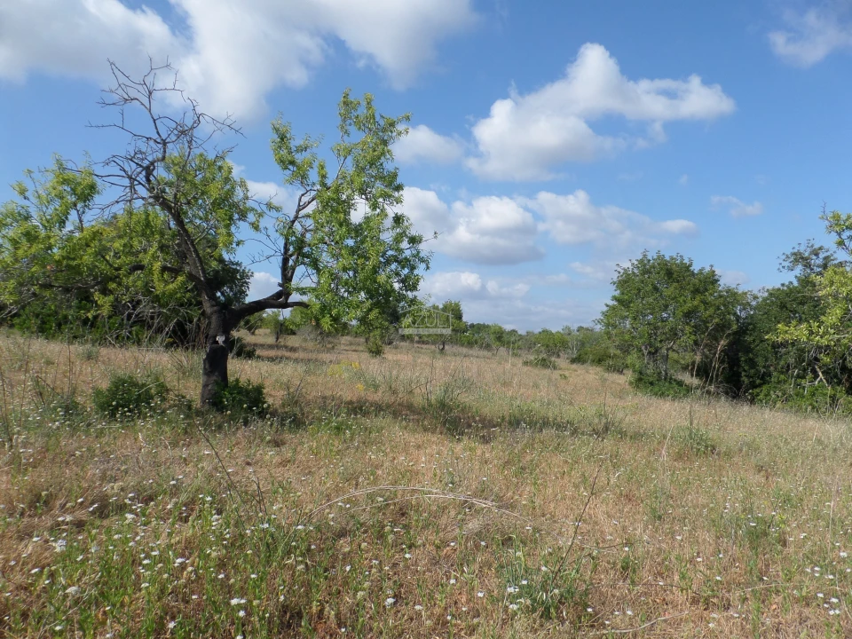 Terreno para Venda em Guia Foto 7