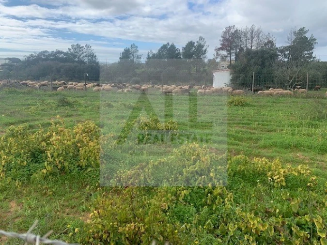 Terreno para Venda em Lagos (São Sebastião e Santa Maria) Foto 14