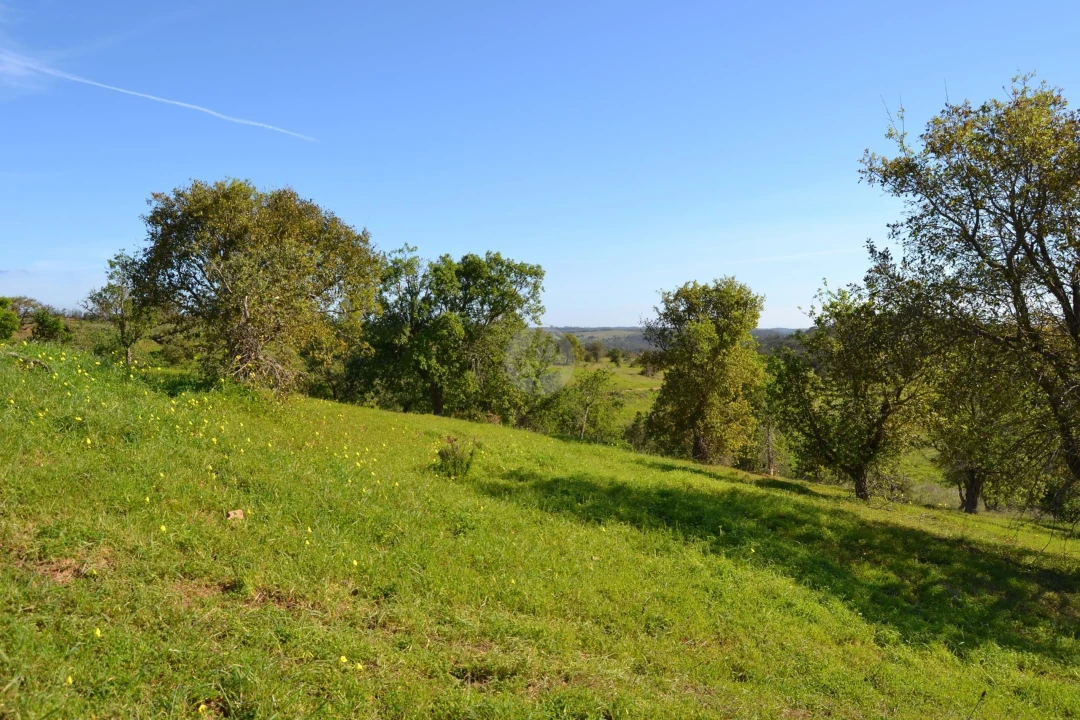 Terreno para Venda em Lagos (São Sebastião e Santa Maria) Foto 13