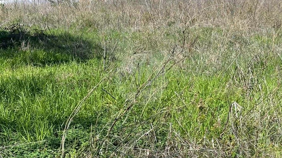 Negócio para Venda em Luz