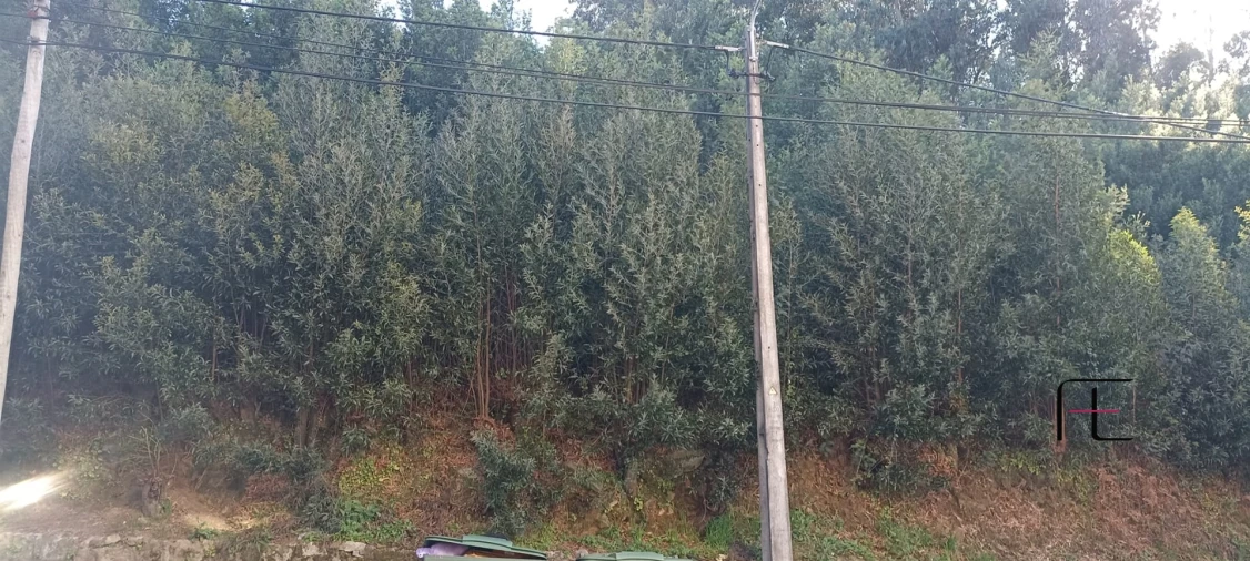 Terreno para Venda em Oliveira do Douro Foto 4