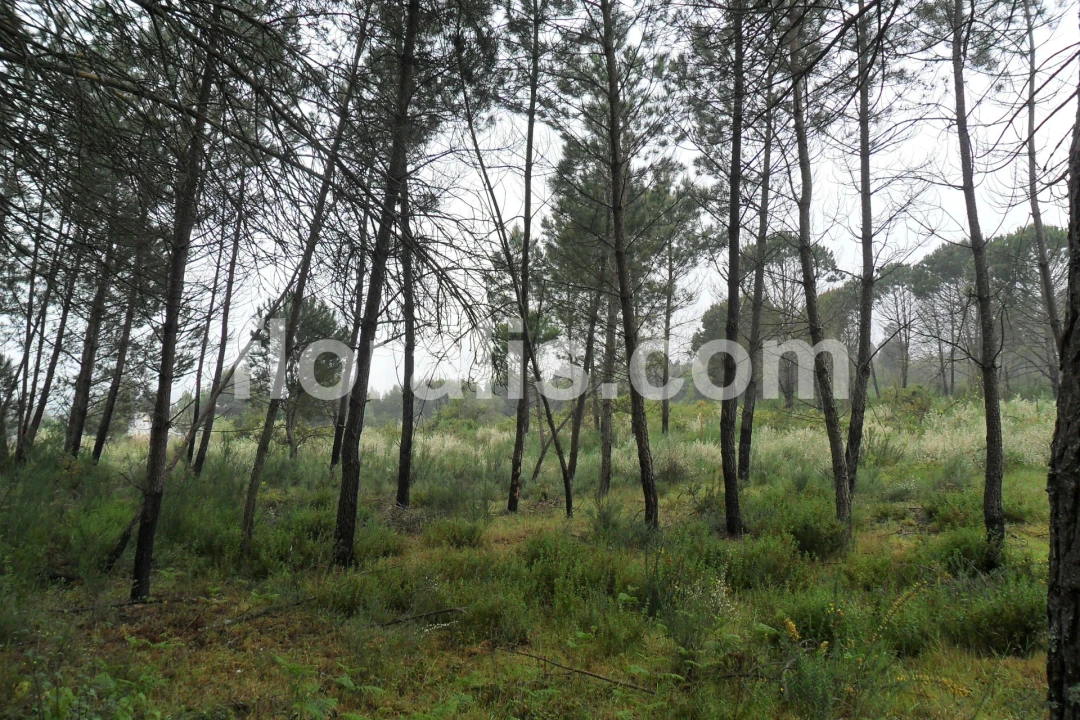 Quinta T0 para Venda em Alcafache Foto 8